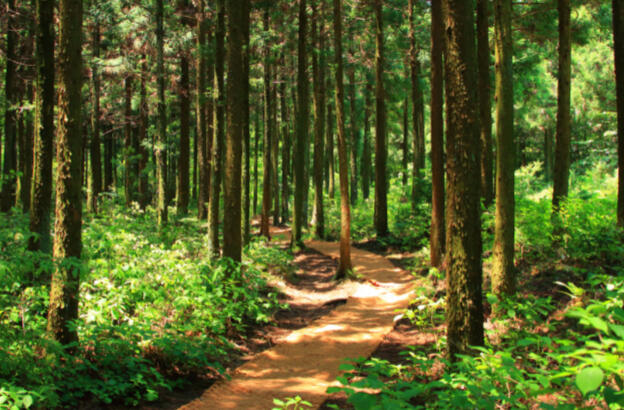 forest