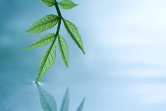 Peaceful Leaf